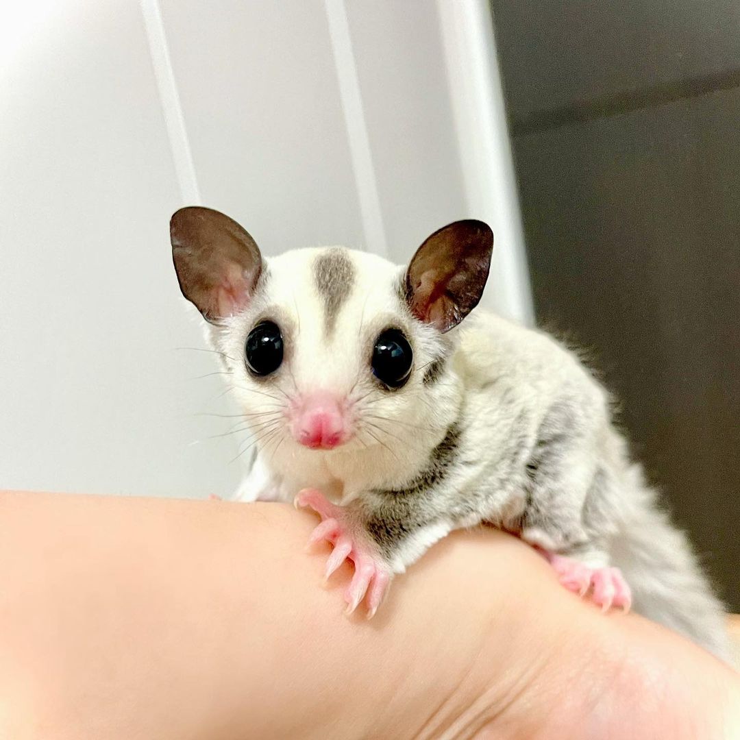 Angie - Female
     sugar gliders for sale
