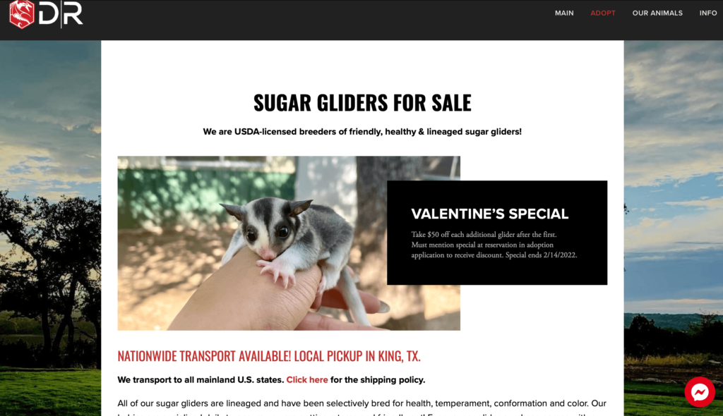where to buy sugar gliders
