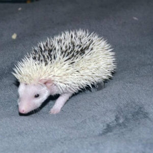 cute pet hedgehog