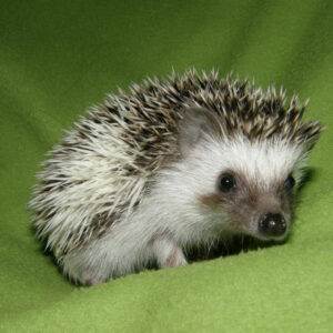 hedgehogs for sale near me