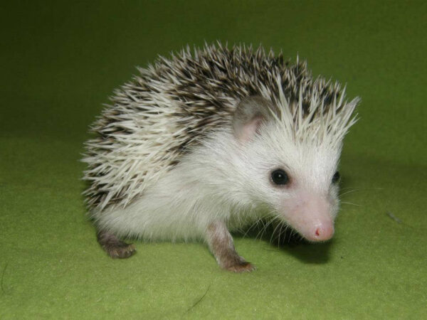 pet hedgehog for sale