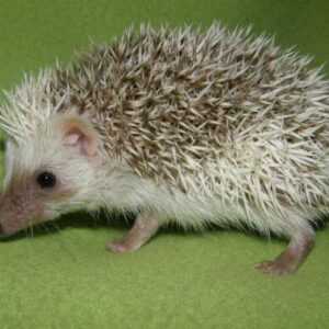 hedgehogs for sale in Ohio