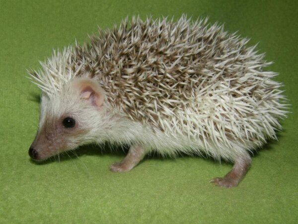 hedgehogs for sale in Ohio