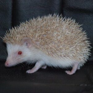 hedgehog for sale