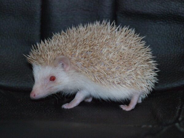 hedgehog for sale