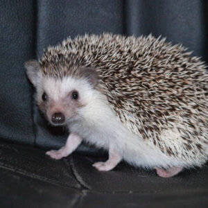 pet hedgehog for sale online