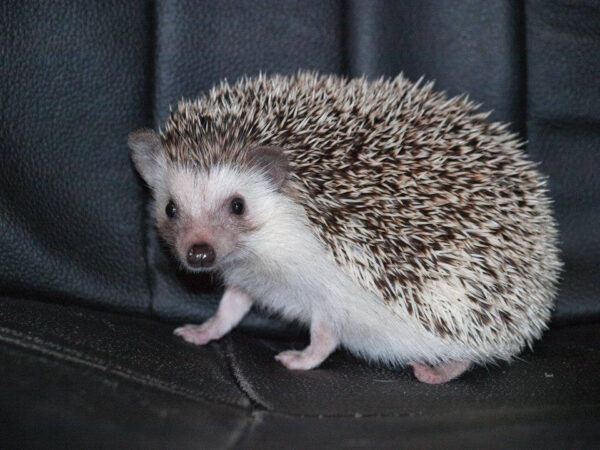 pet hedgehog for sale online