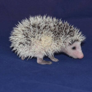 young pet hedgehog