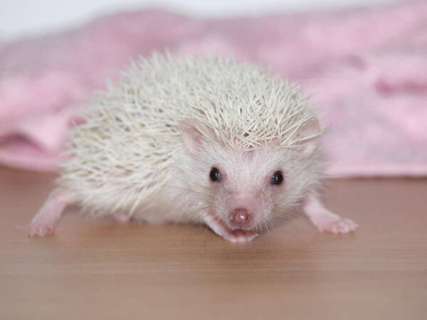 pet hedgehogs for sale online