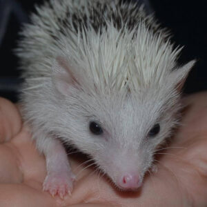 pet baby hedgehog for sale