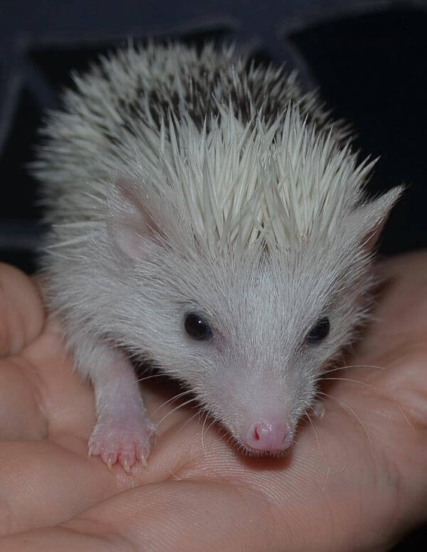 pet baby hedgehog for sale