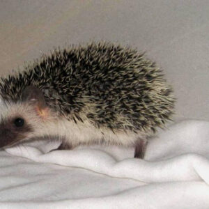 trained hedgehog for sale