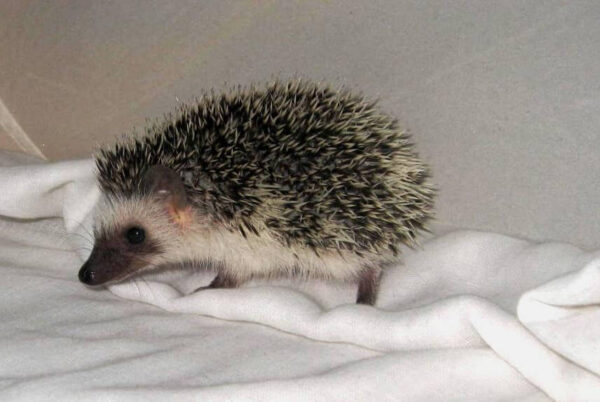 trained hedgehog for sale
