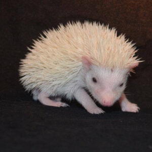 white pet hedgehog