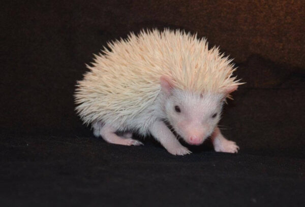 white pet hedgehog