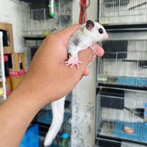 sugar gliders sale