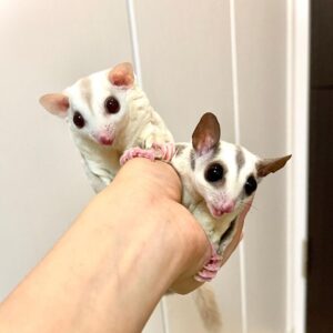 Buzzy & Fuzzy - Male & Female