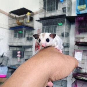 sugar glider sale
