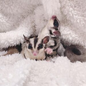 Hakeem & Raheem - Male & Female