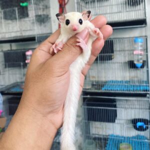 sugar gliders for sale
