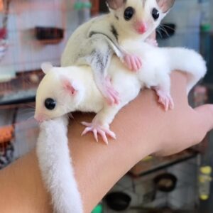 sugar glider for sale