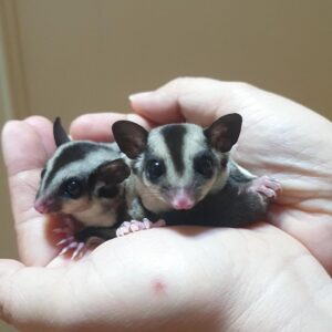 Marvin & Alvine - Male & Female