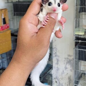 sugar glider for sale